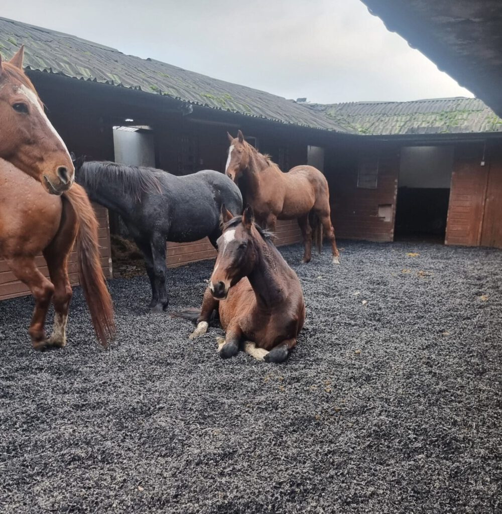 Four horses are in a stable area with a gravel floor. One horse is lying down while the others stand. The stable has weathered wooden walls and a slanted roof. The sky is overcast, creating a calm atmosphere.